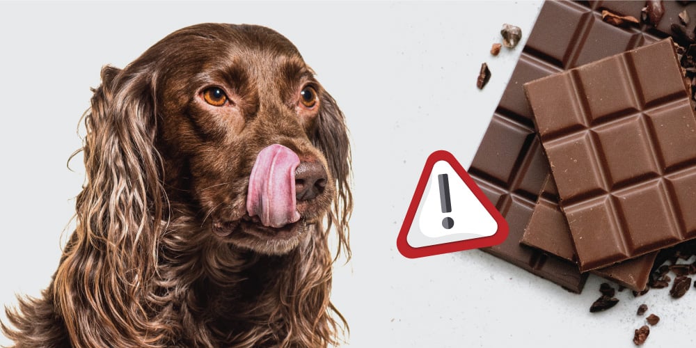 VSA why dogs can t have chocolate