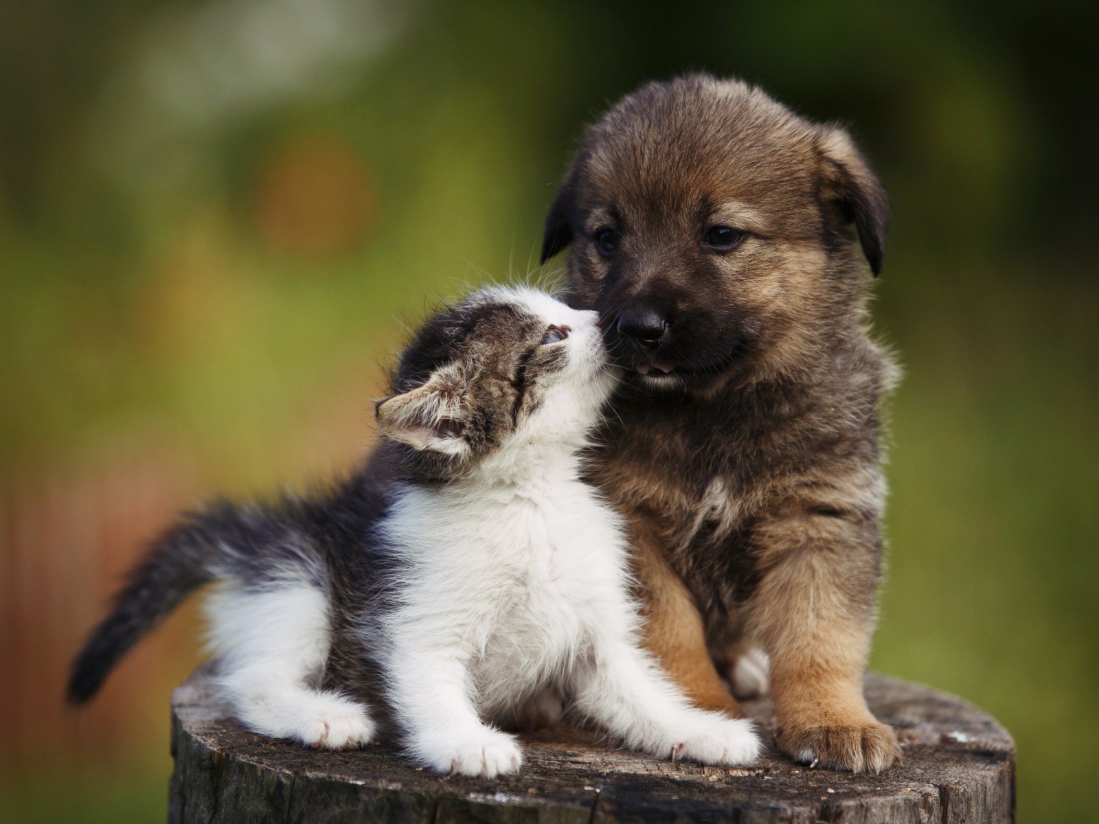 kitten kissing puppy