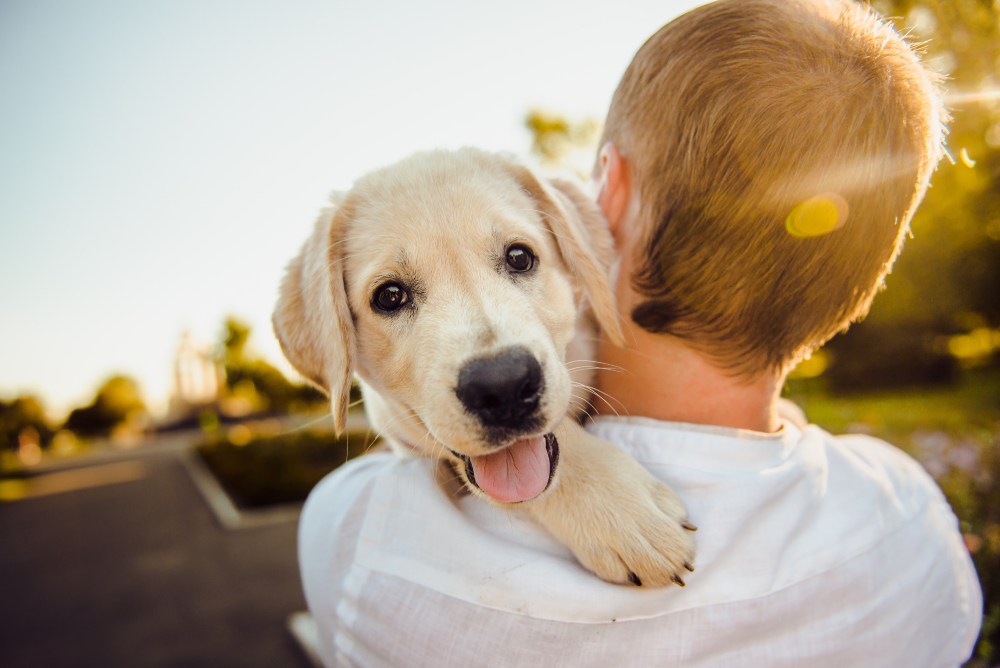 owner holding of hugging a happy puppy Labrador Helen Sushitskaya Shutterstock