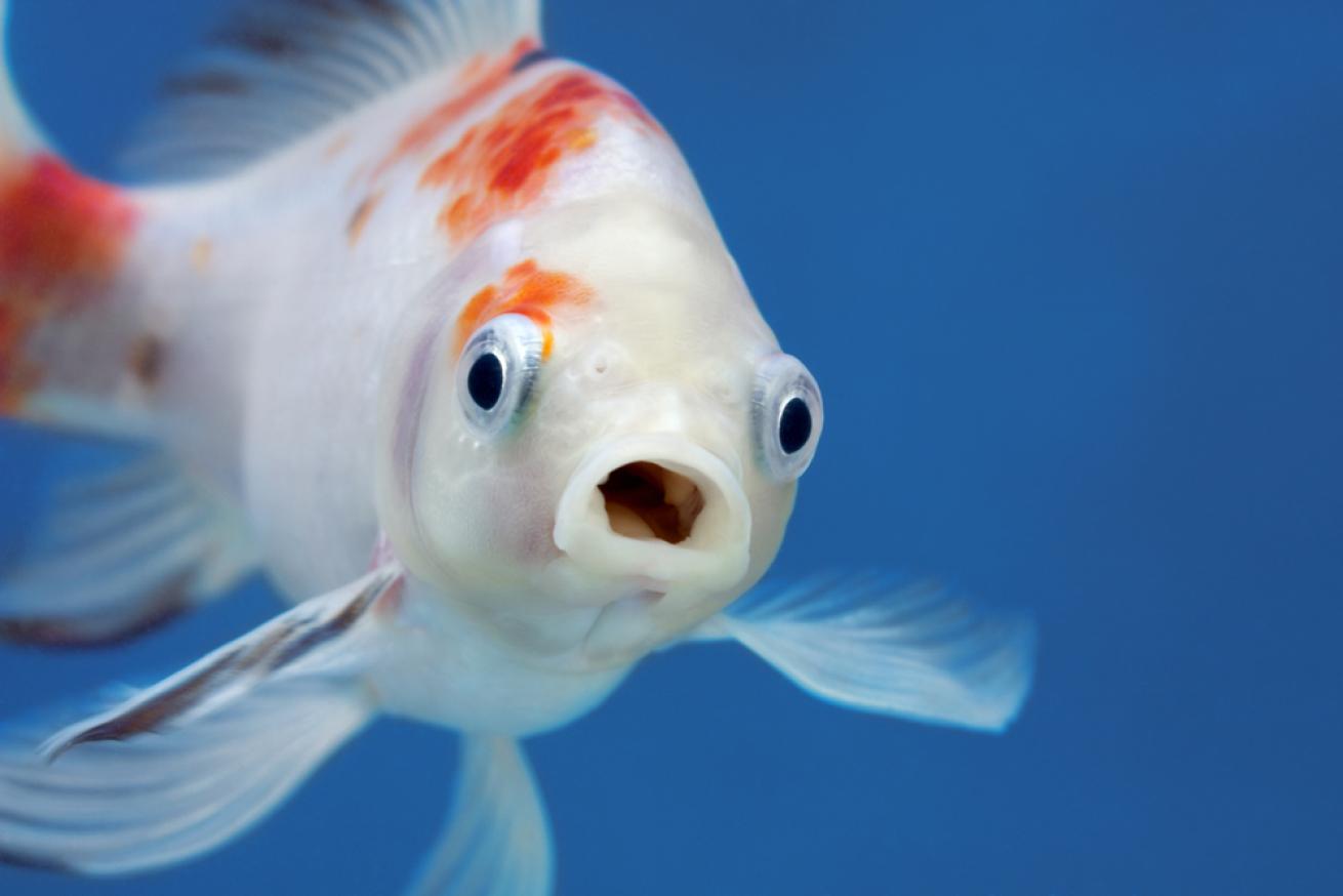 Fish Noheaphotos shutterstock 1332341678