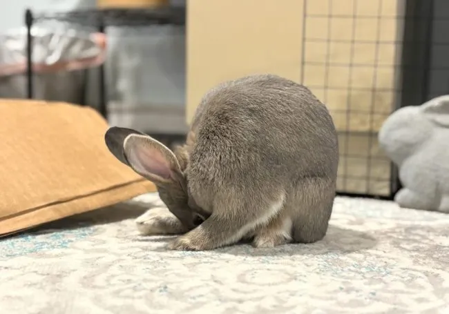 rabbit eating poop 650x455 1