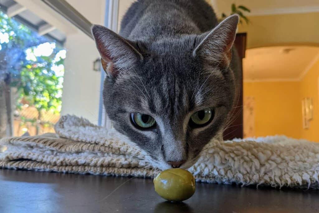 cat smelling olive 1024x683 1