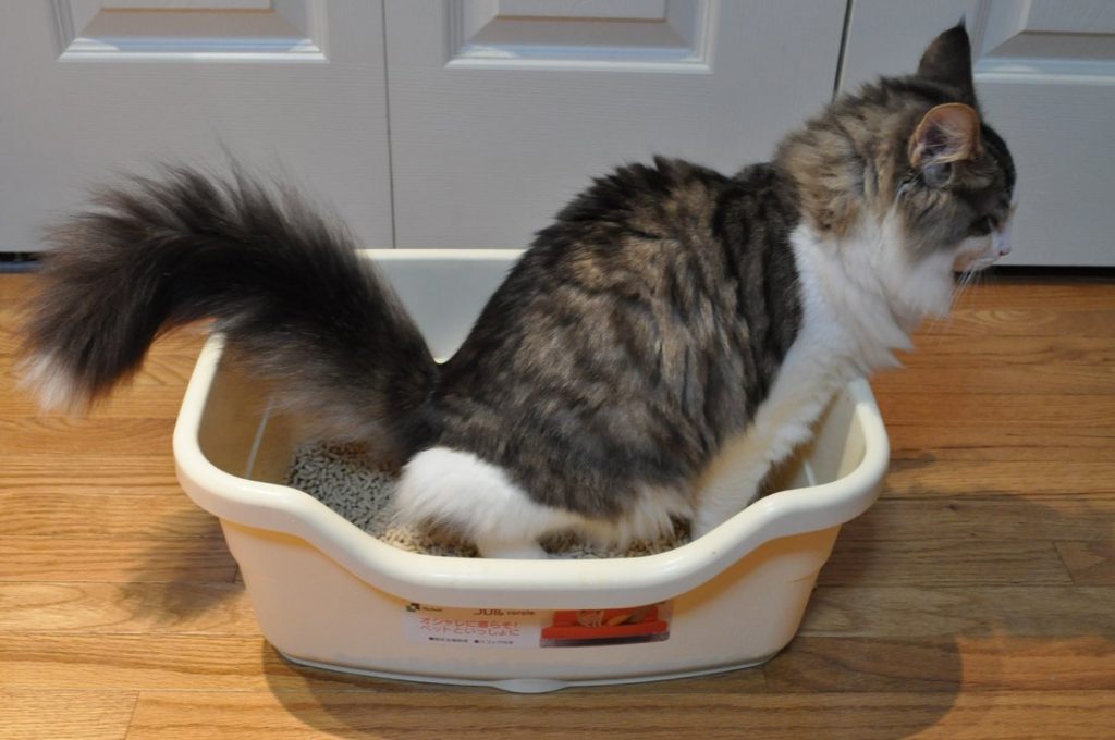 cat using litter box wikimedia commons featured image 1 1024x680 1